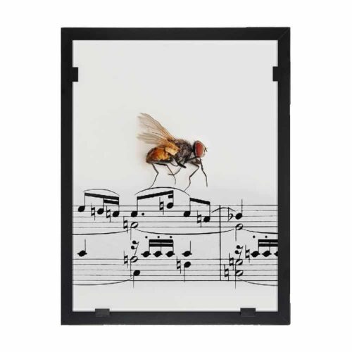 "Flygtur" - Yvonne Heinonen